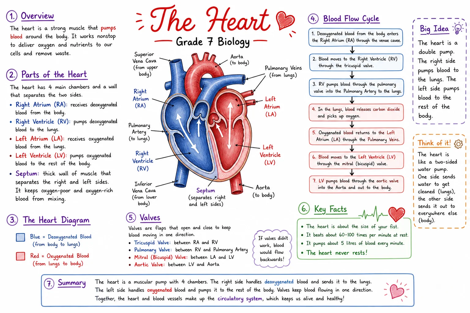 Grade 7 Biology teaching notes — the heart with labelled diagram, blood-flow cycle, and key facts
